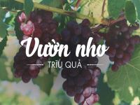 NINH CHỮ - VỊNH VĨNH HY - ĐẢO BÌNH HƯNG