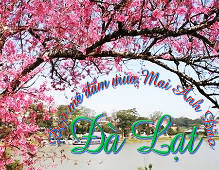 Du Lịch Đà Lạt - Đẹp mê đắm mùa mai anh đào